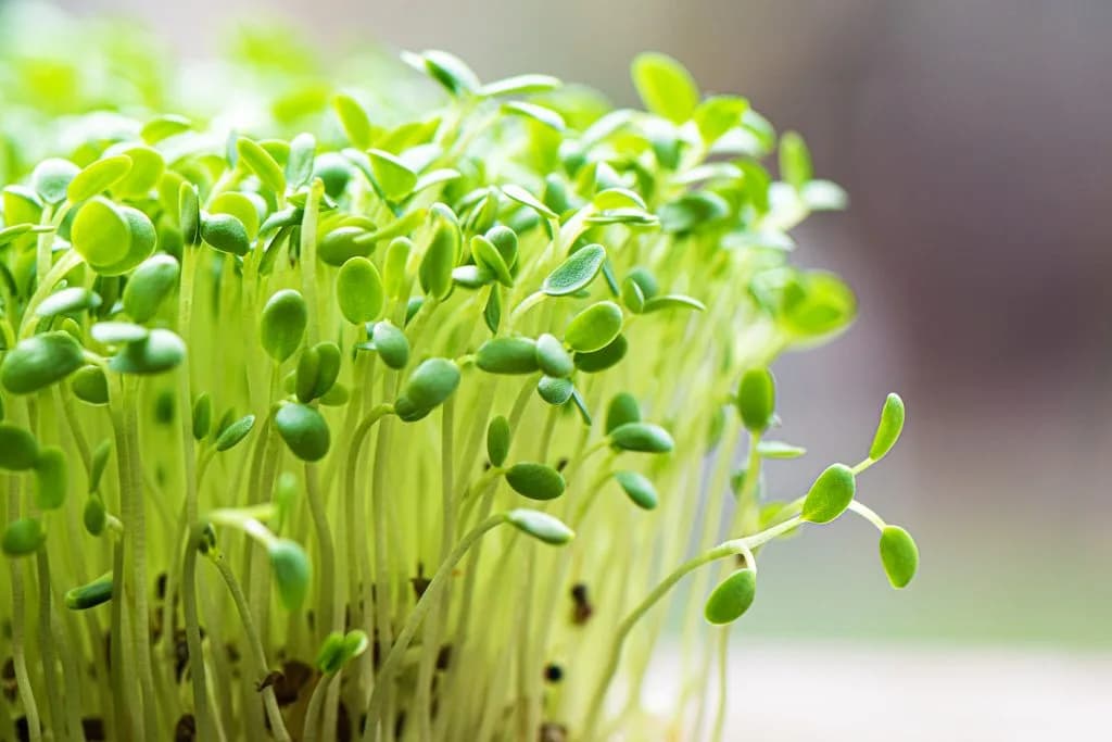 SME's in South Africa Showing Green Shoots