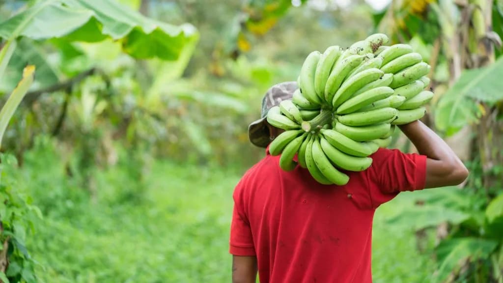Angolas-10th-Banana-Fair-Concludes-with-Promising-Prospects