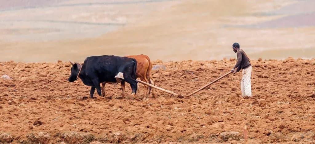 IMF Assessing Impact of African Drought, Pledges Support Amid Emergencies