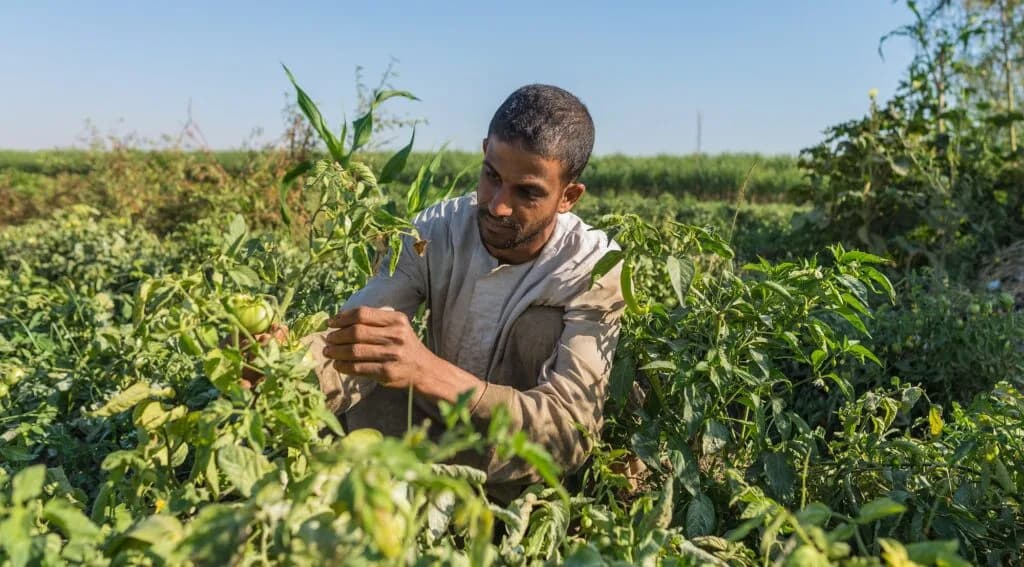 xEGPYT-DOING-ITS-AGRIBUSINESS-TO-BENEFIT-THE-COUNTRY