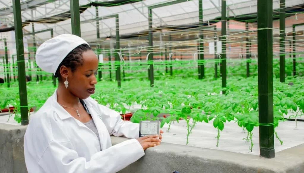 University-of-Rwanda-student-creates-an-AI-platform-for-small-holder-farmers