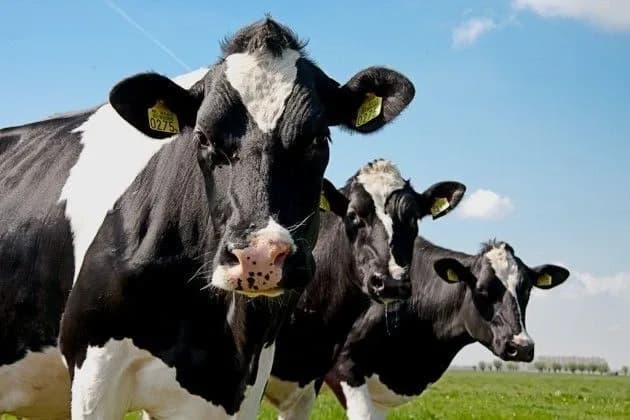 Rwanda (RAB) Imports German Dairy Bulls to Boost Artificial Insemination Programme