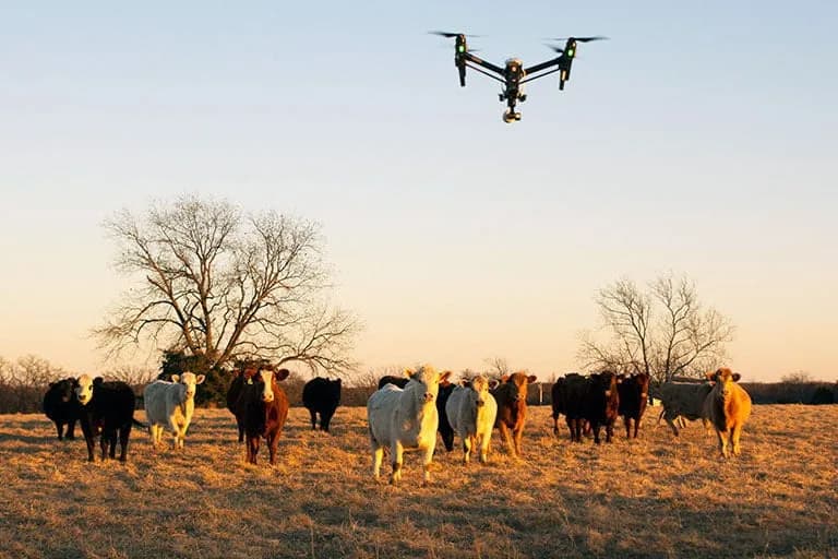The role of drones in monitoring livestock in Africa