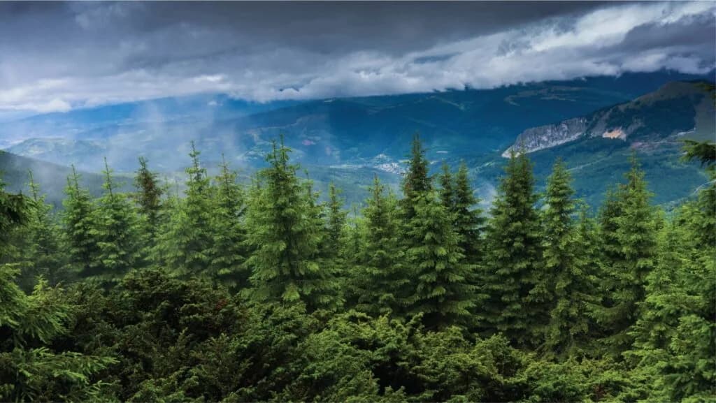 6 million trees in Kenya to be maintained using artificial intelligence