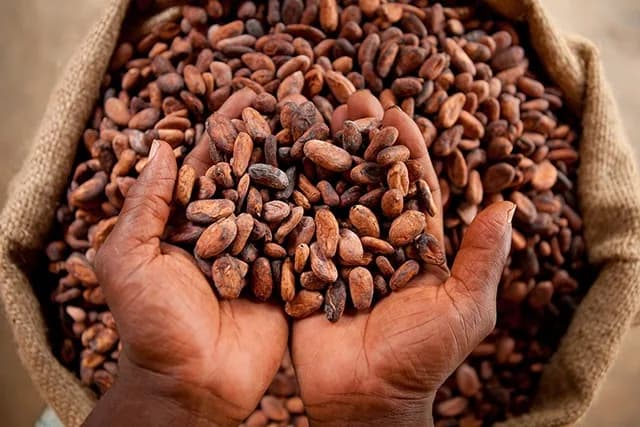 Ivory-Coast-Set-to-Raise-Official-Cocoa-Farmgate-Price
