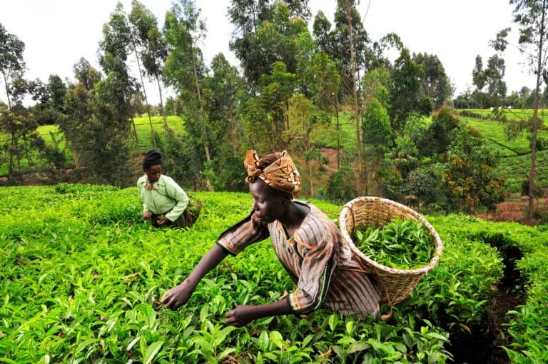 African agriculture sector continues to draw high interest from investors
