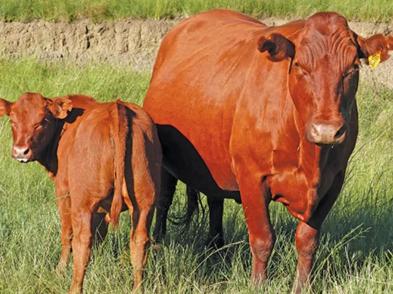 Cattle transport suspension lifted as foot and mouse disease cases ease